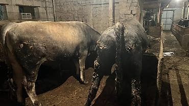 Услуги ветеринара: Продаю | Бык (самец) — 1