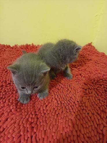 голубая кошка: Продам котят британские, голубой окраски цена договорная — 3