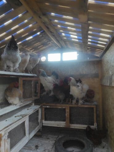 куры доминанты: Продаю | Петух, Цыплята, Куры | Арбор айкрес, Брама, Леггорн | На забой, Для разведения, Несушки — 5