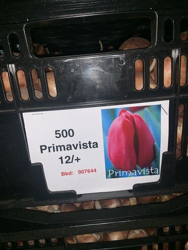 тюльпан оптом бишкек: Принимаем заказы на луковицу тюльпана, гиацинта, крокуса — 11