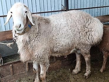 яиц перепелка: Продаю | Баран (самец) | Арашан | Для разведения | Племенные — 1