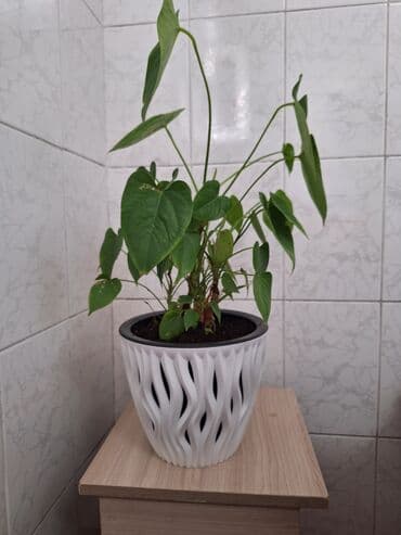 растения для аквариума: Комнатное растение цветы,цветок, горшок мужское счастье — 3