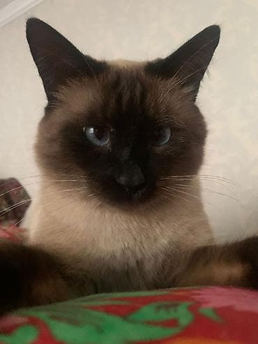 кошки британский: Кошка породы колор-пойнт (сиамского типа). Отдам в хорошие руки — 5