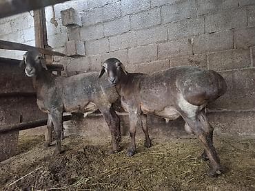 кошки ош: Продаю | Баран (самец) | Гиссарская | На забой, Для разведения — 2