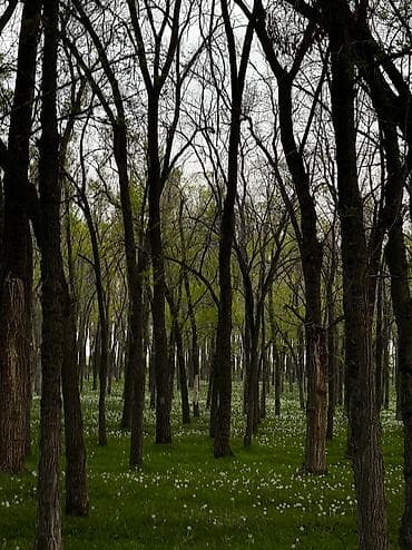 комната аламедин 1: 100 соток, Курулуш, Сатып алуу-сатуу келишими — 1