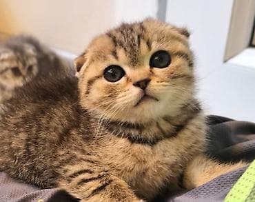 отдам даром породистых котят: Отдам добрым людям — 1