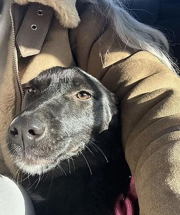 Зоотовары: Собака даром: 8 месяцев, Самка, С прививкой, С родословной — 2