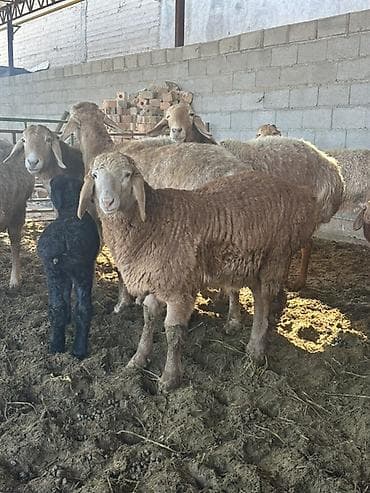 Продаю | Овца (самка) | Арашан | Для разведения | Осеменитель, Племенные