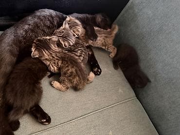 cat sofa: Скотиш Фолд (Шотландская вислоухая), 1 месяц, Мальчик, Золотая шиншилла, Приучена к лотку — 6