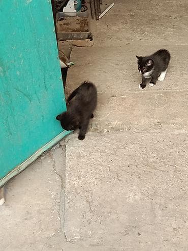 британские котята черные: Котята, помёт из трёх малышей: - Чёрный короткошёрстный котёнок с — 2