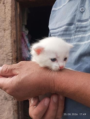 котят купить: 1 месяц, Мальчик, Белый, С прививками — 1