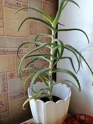 Үй жана бакча: Алоэ в горшке уже 9-лет - Комнатное суккулентное растение с мясистыми — 1