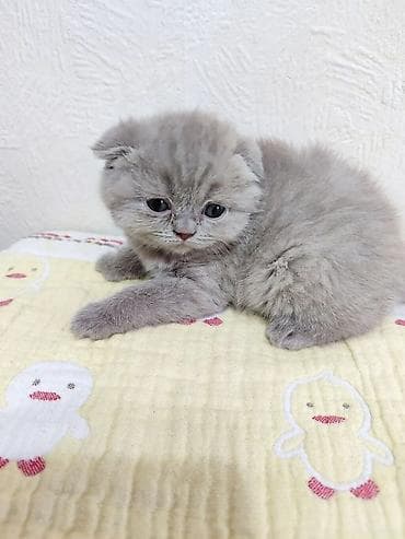 Готовятся к продаже котята (скоттиш страйт и скоттиш фолд мальчики. и