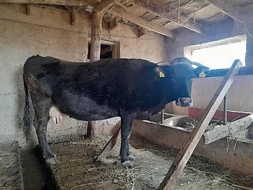 куры несушки: Уй сатылат алатоо Ат Башыда 150мин сом — 2