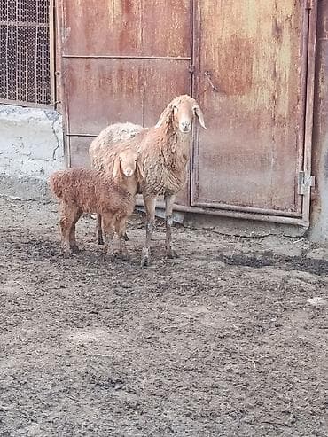 дом для животных: Продаю | Овца (самка) | Для разведения | Матка — 1