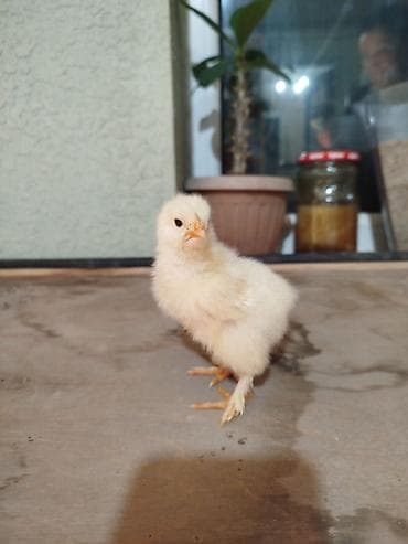 Продаю | Цыплята | Брама | На забой