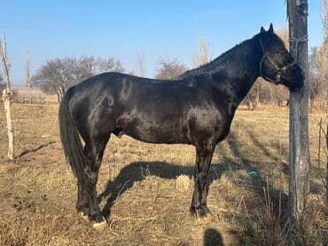 отдам бесплатно вислоухих котят: Продаю | Жеребец | Рабочий — 2