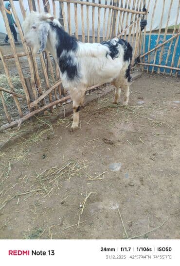 хаски фото щенки цена: Продаю | Коза (самка) | Полукровка | Для разведения — 8