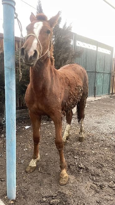 жылкы жаныбар: Сатам | Бээ (ургаачы) | Көбөйтүү үчүн | Асыл тукумдуу — 5