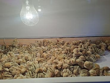 павлин бишкек: Бөдөнүн балапандары сатылат!!! алрес Бишкек мкр Тунгуч. Продаю!!! — 1