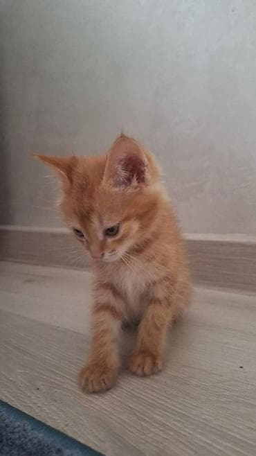 Животные: Рыжий котёнок с полосатым рисунком шерсти. Короткая мягкая шерсть — 1