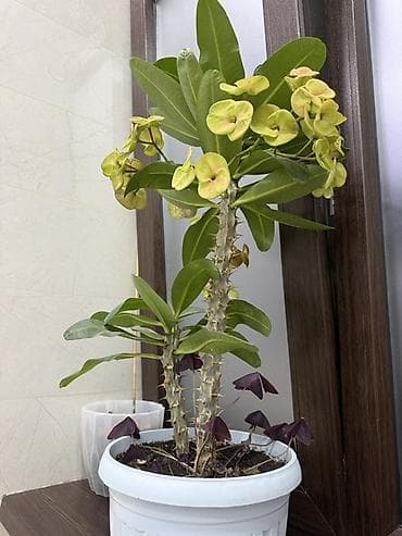 мирт растение: Молочай Милла (Euphorbia milii) в горшке - Акцент цветения — 2