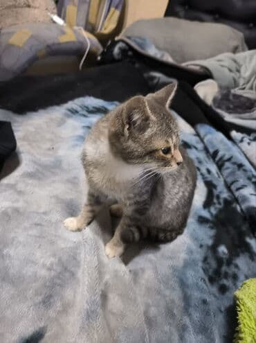 домик для кошек: Котята с окраcом поинт. - На фото два короткошёрстных котёнка с — 6