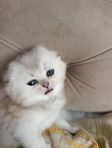экзотическая короткошёрстная кошка: Продается мальчик шотландской пароды (серебренная шиншилла)фолд. Этот — 9