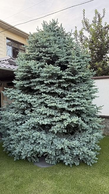 куплю голубой ель: Ель голубая (Picea pungens Glauca) — крупное декоративное хвойное — 2