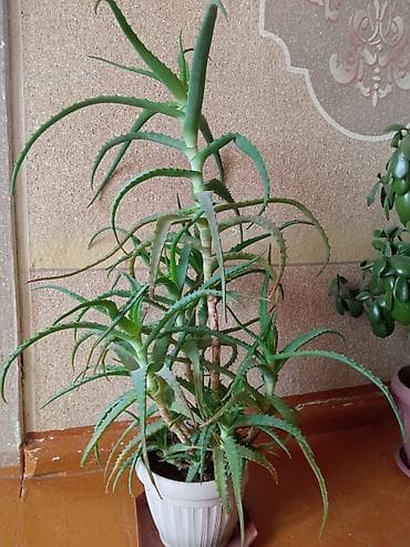 лимон комнатный цена: Толстянка (денежное дерево) и алоэ в горшках - Крупные — 2