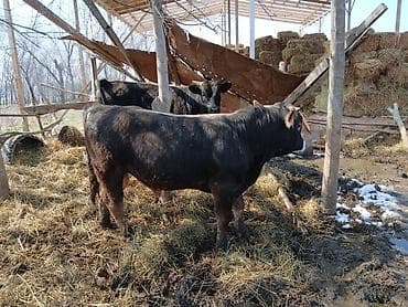 Товары и оборудование для с/х животных: Продаю | Бык (самец) | На откорм | Племенные — 9