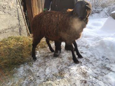 купить калифорнийского червя: Продаю | Баран (самец) | Для разведения | Кастрированные — 1