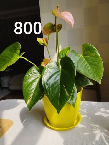 антуриум бишкек: Антуриум,светлое место,любит увлажнение,опрыскивать,не допускать — 1