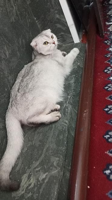 пародистые кошки: Шотландская вислоухая кошка (Scottish Fold), окрас серебристый — 2
