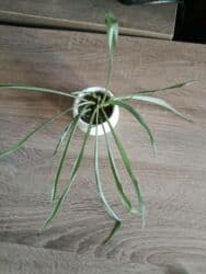 сколько стоят гипсофилы: Традесканция многоцветная . С цветком 400 сомбез цветка 300 сом — 3