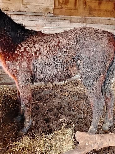 Аквариумдар: Сатам | Байтал | Англиялык | Көбөйтүү үчүн | Мерин — 5