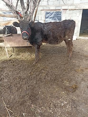 бычки на откорм купить: Продаю | Тёлка | На откорм | Племенные — 2