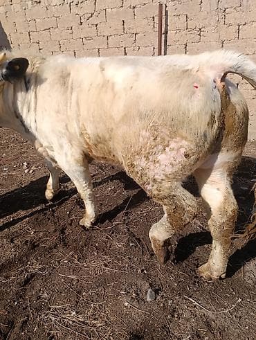 на племя: Продаю | Бык (самец) | Швицкая, Бельгийская | На откорм, Для разведения | Племенные, Осеменитель, Искусственник — 5