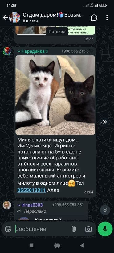 лабрадор собака: Собака даром: 2 месяца, Самка — 2