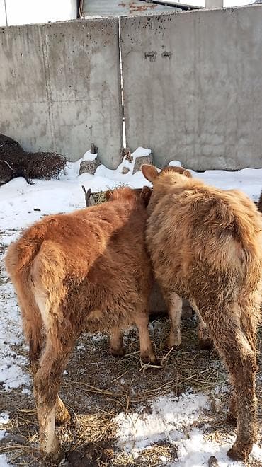 Иттер: Сатам | Кунаажын | Бордоп семиртүү үчүн — 3