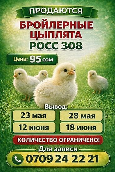 Продаю | Цыплята | РОСС 308 | На забой
