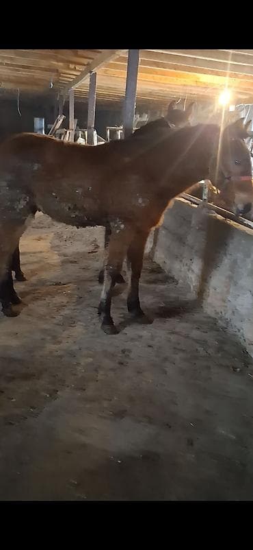 Иттер: Молодые мулаки (гибрид лошади и осла). - Окрас: рыжий/бурый, темная — 1