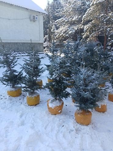 озеление: Саженцы деревьев: Ели, Самовывоз — 5