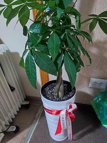 пахира цветок: Пахира акватика (денежное дерево Гватемалы) в декоративном кашпо. - — 3