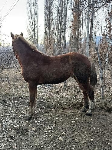Башка жаныбарлар: Сатам | Байтал | Дончак | Жумушка, Ат спорту | Асыл тукумдуу — 2