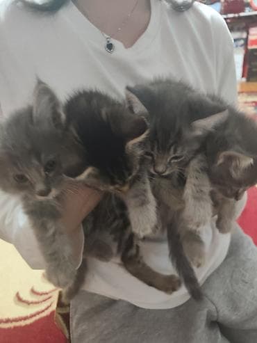 котяты: Котята серо-тигрового окрасание: шерстью дымчато‑серых оттенков и — 6