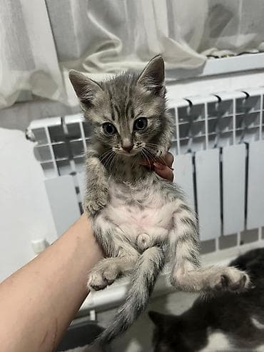 Мышыктар: Мышык бекер берилет: Породасыз, Эркек, Лотокко барууга үйрөтүлгөн — 3