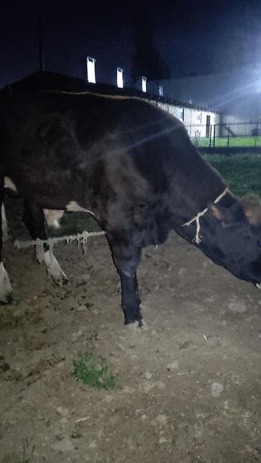 курцхаар цена щенка: Продаю | Бык (самец) | На откорм | Привязанные — 3