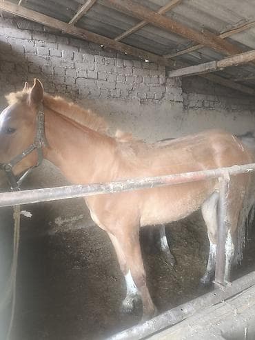 Продаю | Жеребец | Рабочий | Мерин at lalafo.kg Продаю | Жеребец | Рабочий | Мерин