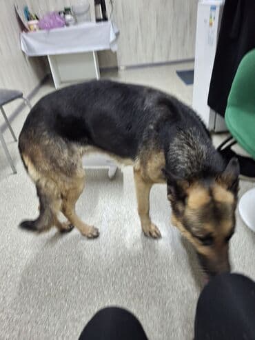 щенок овчарка: Немецкая овчарка, 4 года, Самец — 5